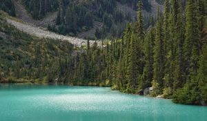 Preview wallpaper lake, trees, pines, slope, landscape, nature