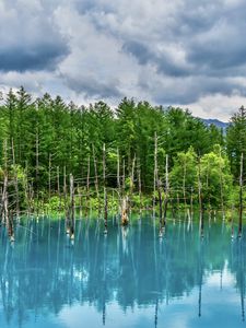 Preview wallpaper lake, trees, reflection