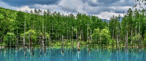 Preview wallpaper lake, trees, reflection