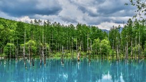 Preview wallpaper lake, trees, reflection