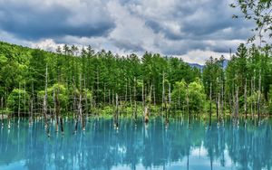 Preview wallpaper lake, trees, reflection