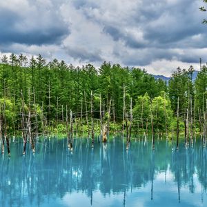 Preview wallpaper lake, trees, reflection