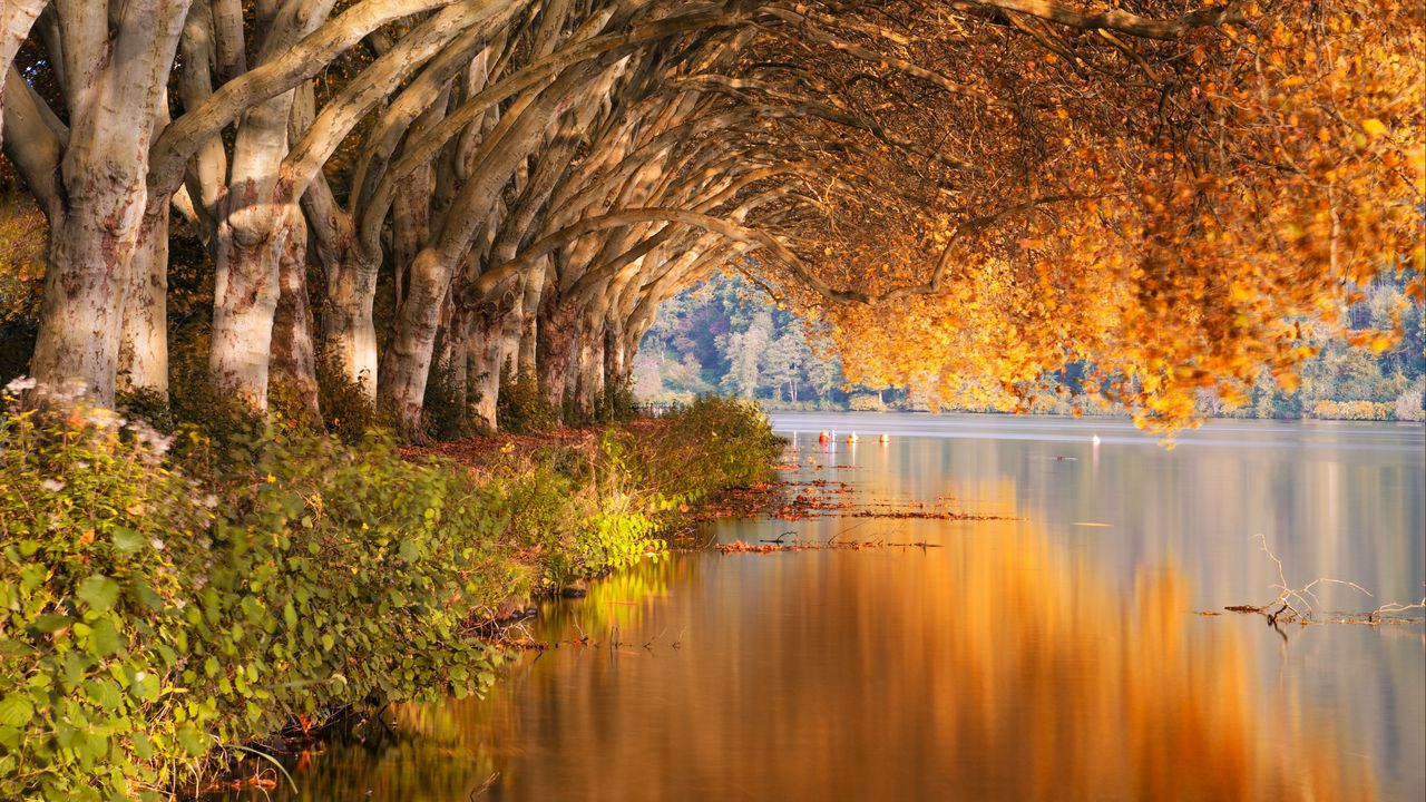 Wallpaper lake, trees, shore, landscape, autumn