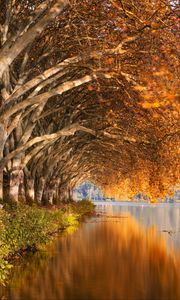 Preview wallpaper lake, trees, shore, landscape, autumn