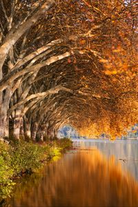 Preview wallpaper lake, trees, shore, landscape, autumn