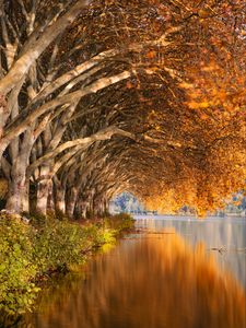 Preview wallpaper lake, trees, shore, landscape, autumn