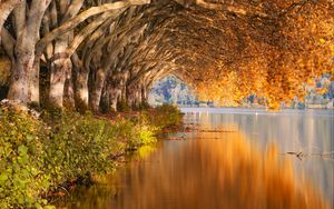 Preview wallpaper lake, trees, shore, landscape, autumn
