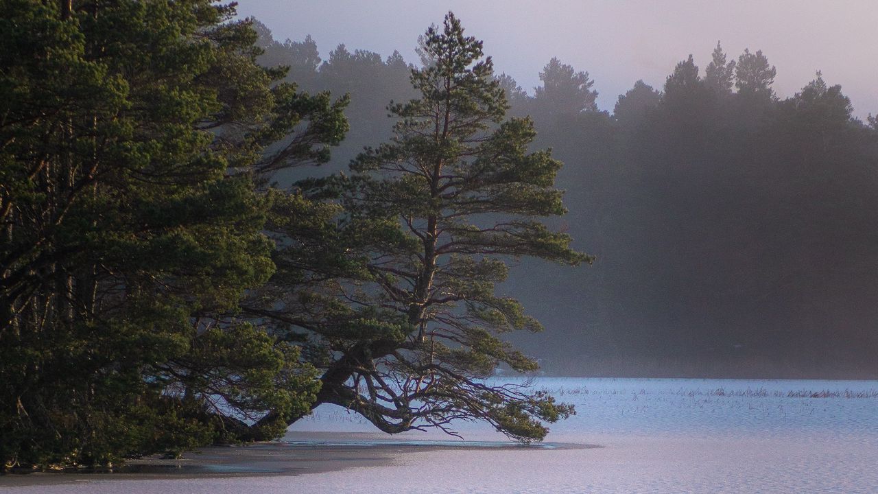 Wallpaper lake, trees, shore, snow, fog