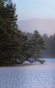 Preview wallpaper lake, trees, shore, snow, fog