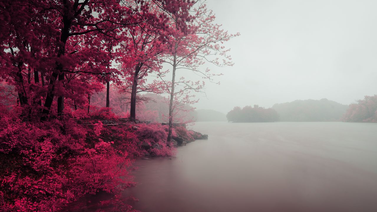 Wallpaper lake, trees, shore, fog, landscape