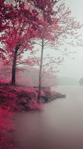 Preview wallpaper lake, trees, shore, fog, landscape