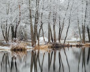 Preview wallpaper lake, trees, snow, water, reflection, winter