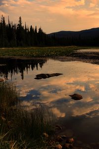 Preview wallpaper lake, trees, spruce, reflection, sky, clouds