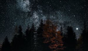 Preview wallpaper lake, trees, stars, reflection, night, dark