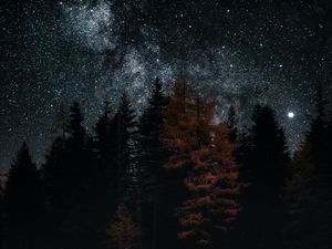 Preview wallpaper lake, trees, stars, reflection, night, dark
