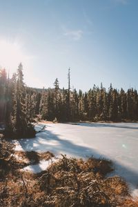 Preview wallpaper lake, trees, sunlight, sky
