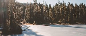 Preview wallpaper lake, trees, sunlight, sky