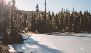 Preview wallpaper lake, trees, sunlight, sky