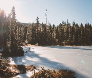 Preview wallpaper lake, trees, sunlight, sky