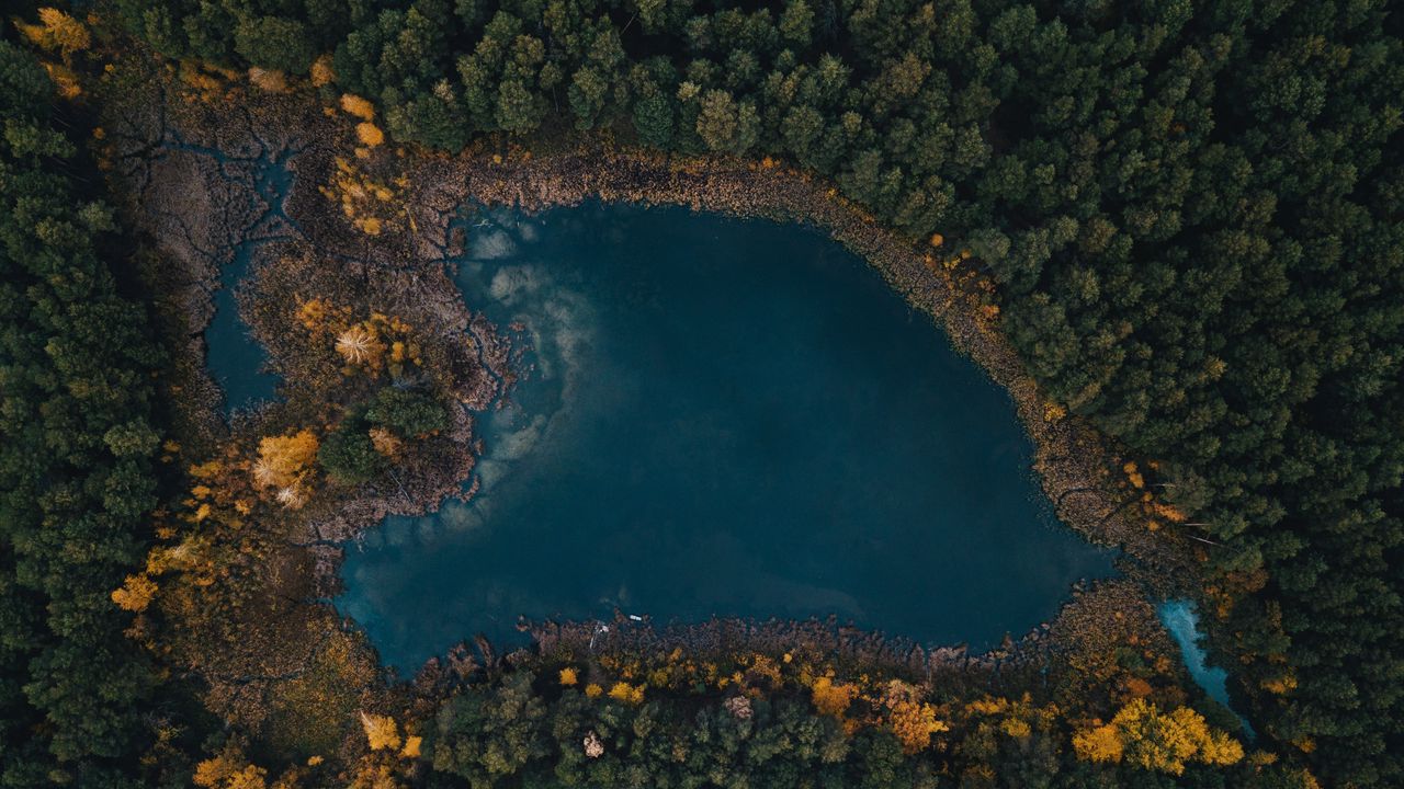 Wallpaper lake, trees, top view