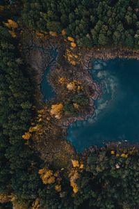 Preview wallpaper lake, trees, top view