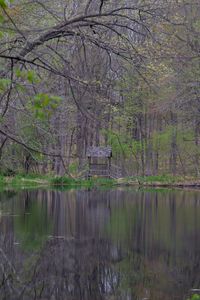 Preview wallpaper lake, trees, trunks, forest, nature