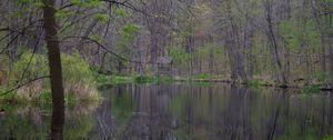 Preview wallpaper lake, trees, trunks, forest, nature