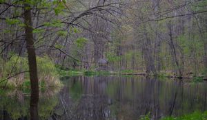 Preview wallpaper lake, trees, trunks, forest, nature
