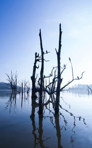 Preview wallpaper lake, trees, water, light, morning, nature