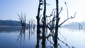 Preview wallpaper lake, trees, water, light, morning, nature