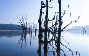 Preview wallpaper lake, trees, water, light, morning, nature