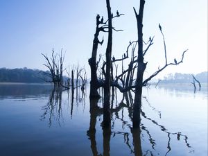Preview wallpaper lake, trees, water, light, morning, nature