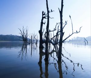 Preview wallpaper lake, trees, water, light, morning, nature