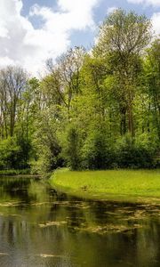 Preview wallpaper lake, wood, coast, water, surface, algas