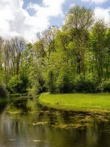 Preview wallpaper lake, wood, coast, water, surface, algas