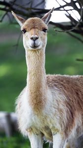 Preview wallpaper lama, cute, glance, animal, fur