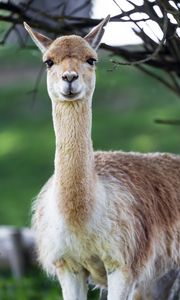 Preview wallpaper lama, cute, glance, animal, fur