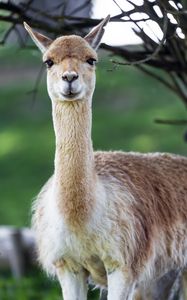 Preview wallpaper lama, cute, glance, animal, fur