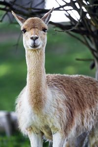 Preview wallpaper lama, cute, glance, animal, fur