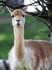Preview wallpaper lama, cute, glance, animal, fur