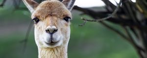 Preview wallpaper lama, cute, glance, animal, fur