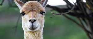 Preview wallpaper lama, cute, glance, animal, fur