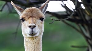 Preview wallpaper lama, cute, glance, animal, fur