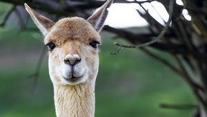 Preview wallpaper lama, cute, glance, animal, fur