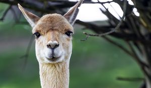 Preview wallpaper lama, cute, glance, animal, fur