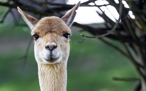 Preview wallpaper lama, cute, glance, animal, fur