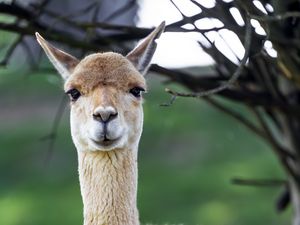 Preview wallpaper lama, cute, glance, animal, fur