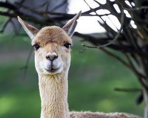 Preview wallpaper lama, cute, glance, animal, fur