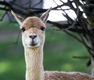 Preview wallpaper lama, cute, glance, animal, fur