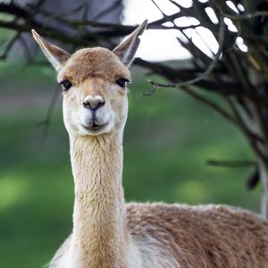 Preview wallpaper lama, cute, glance, animal, fur